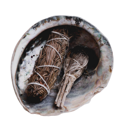 Coquille ormeau naturelle